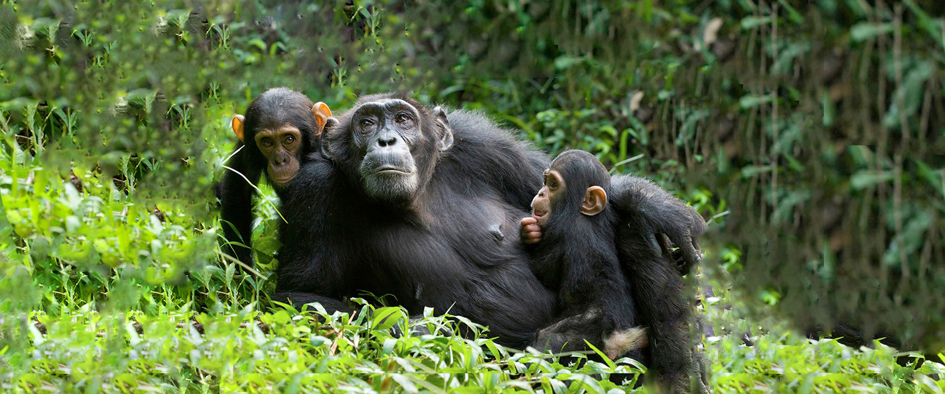 Safaris in Rwanda
