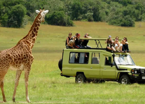 8 Days Self Drive Uganda Gorilla Trekking, Wildlife Safari