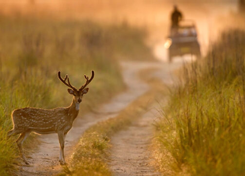 8 Days Sight-seeing & Wildlife Safari