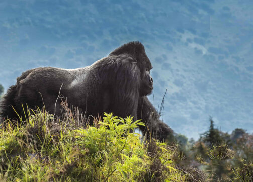 4 Days Uganda Gorilla Tour – Flying option