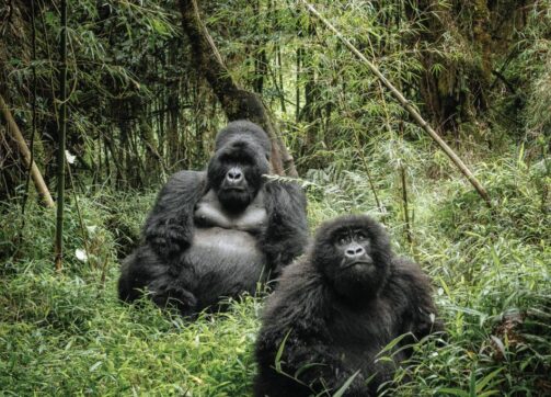4 Days Wildlife Safari, Gorilla and Golden Monkey Trek