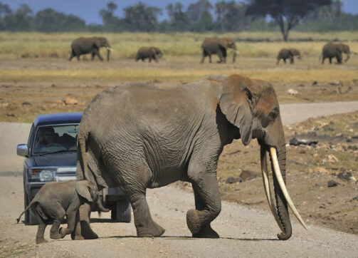 6 Days – Masai Mara and Amboseli (With flight from Mara to Amboseli)