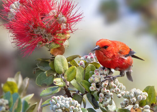 Rwanda Safari:4 Day Gorillas & Golden Monkeys Trek