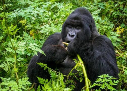 8 Days Uganda Gorilla and Wildlife Safari