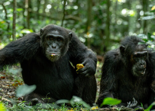 2 Days – Kibale National Park